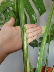 Monstera Thai Constellation XXL