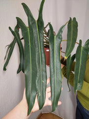 Philodendron Spiritus Sancti Adult buschig