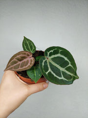 Anthurium Red Crystallinum