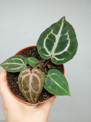 Anthurium Red Crystallinum