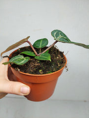 Anthurium Red Crystallinum