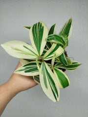 Costus Arabicus Variegata