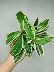 Costus Arabicus Variegata