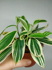 Costus Arabicus Variegata