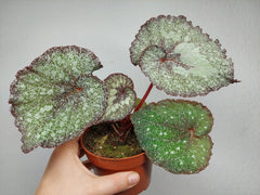 Begonia Speckled