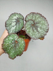 Begonia Speckled
