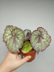 Begonia Speckled