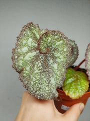 Begonia Speckled