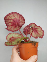 Begonia Speckled