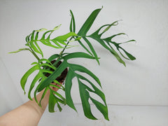 Monstera Croatii