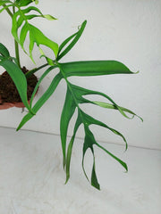Monstera Croatii