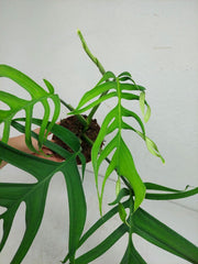 Monstera Croatii