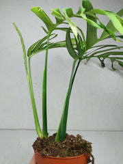 Monstera Croatii