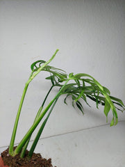 Monstera Croatii