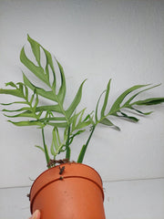 Monstera Croatii