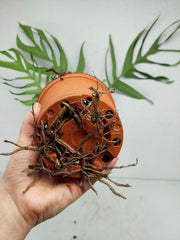 Monstera Croatii