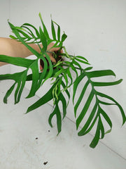 Monstera Croatii