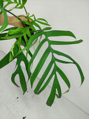 Monstera Croatii