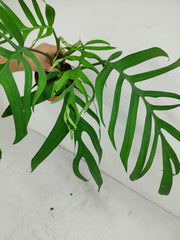 Monstera Croatii