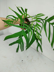Monstera Croatii