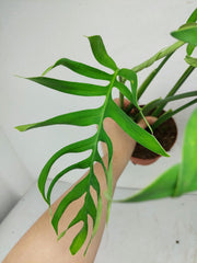 Monstera Croatii