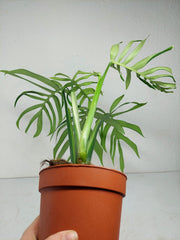 Monstera Croatii