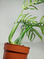 Monstera Croatii