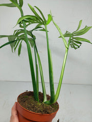 Monstera Croatii