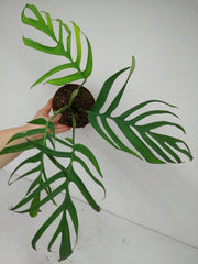 Monstera Croatii