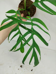 Monstera Croatii