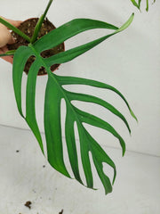 Monstera Croatii