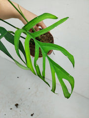 Monstera Croatii