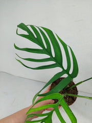 Monstera Croatii