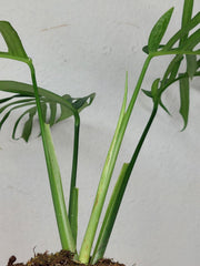 Monstera Croatii