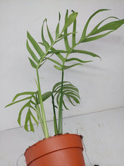 Monstera Croatii