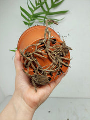 Monstera Croatii