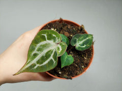 Anthurium Red Crystallinum Variegata