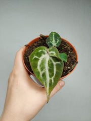 Anthurium Red Crystallinum Variegata