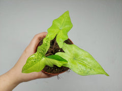 Alocasia Batwing Ghost