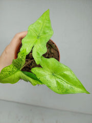 Alocasia Batwing Ghost