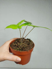 Alocasia Batwing Ghost