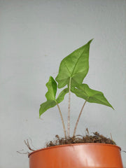 Alocasia Batwing Ghost