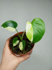 Monstera Jungle Mint