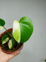 Monstera Jungle Mint