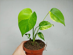 Monstera Aurea Yellow Marilyn