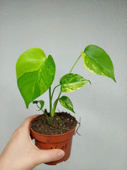 Monstera Aurea Yellow Marilyn