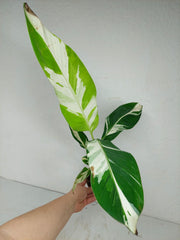 Musa Aeae Kuikawa