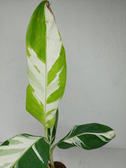 Musa Aeae Kuikawa