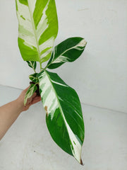 Musa Aeae Kuikawa