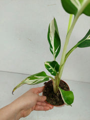 Musa Aeae Kuikawa